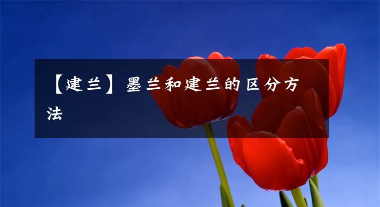 【建兰】墨兰和建兰的区分方法