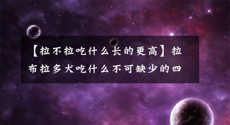 【拉不拉吃什么长的更高】拉布拉多犬吃什么不可缺少的四大食品?