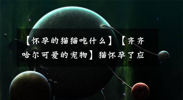 【怀孕的猫猫吃什么】【齐齐哈尔可爱的宠物】猫怀孕了应该吃什么?