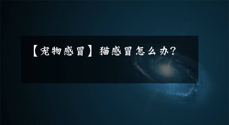 【宠物感冒】猫感冒怎么办？