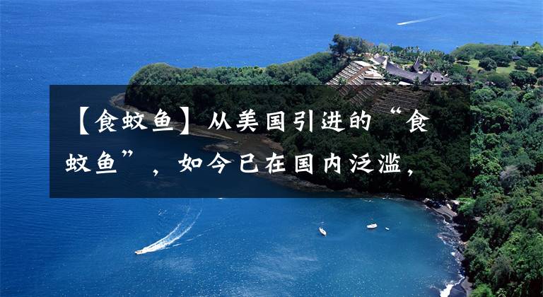 【食蚊鱼】从美国引进的“食蚊鱼”，如今已在国内泛滥，吃货们也束手无策