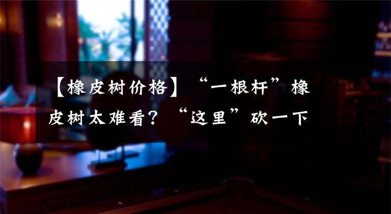 【橡皮树价格】“一根杆”橡皮树太难看？“这里”砍一下，满树“爆”侧芽