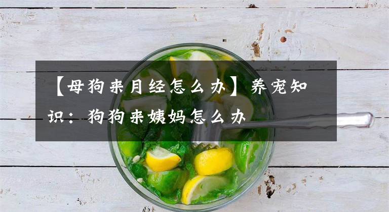 【母狗来月经怎么办】养宠知识：狗狗来姨妈怎么办