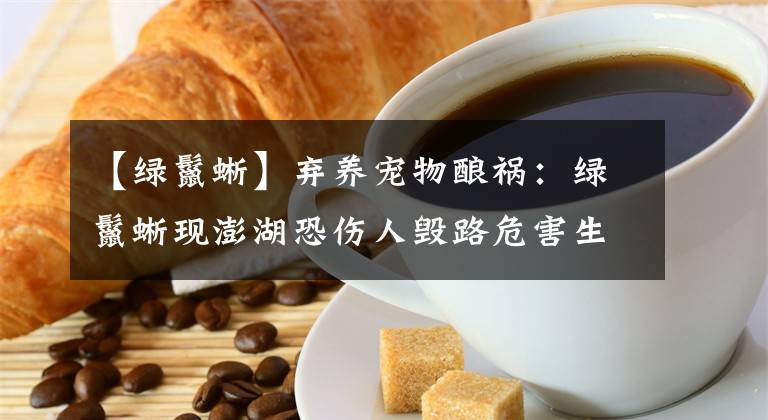 【绿鬣蜥】弃养宠物酿祸:绿鬣蜥现澎湖恐伤人毁路危害生态