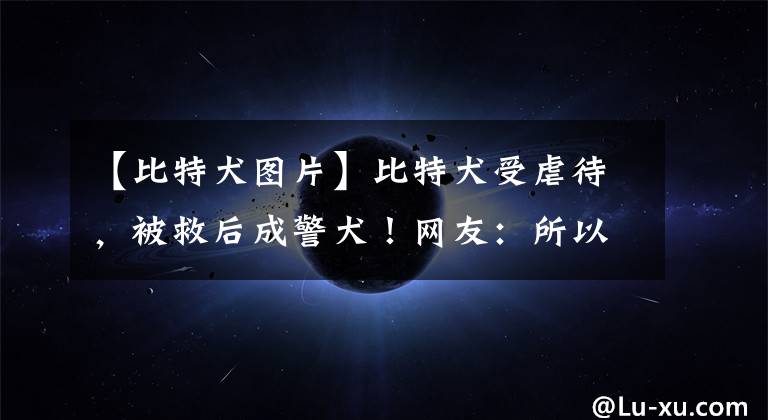 【比特犬图片】比特犬受虐待,被救后成警犬!网友:所以比特犬不是真那么不堪吧