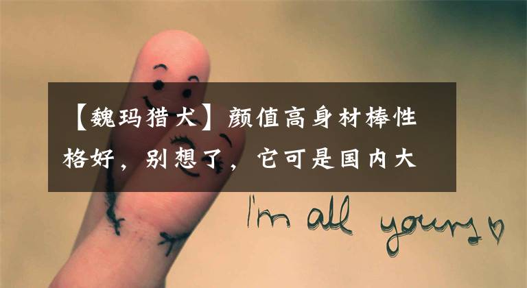 【魏玛猎犬】颜值高身材棒性格好，别想了，它可是国内大多数城市的禁养犬之一