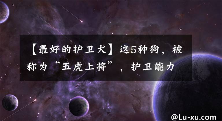 【最好的护卫犬】这5种狗，被称为“五虎上将”，护卫能力很强