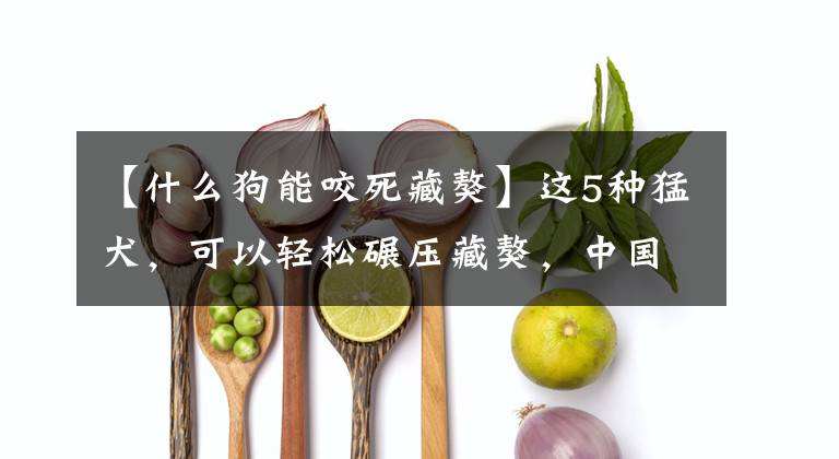 【什么狗能咬死藏獒】这5种猛犬，可以轻松碾压藏獒，中国一神秘猛犬入围其中