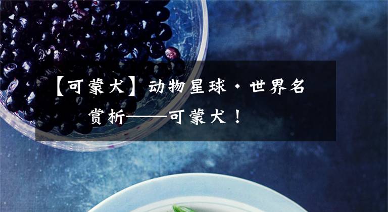 【可蒙犬】动物星球·世界名犬赏析——可蒙犬！