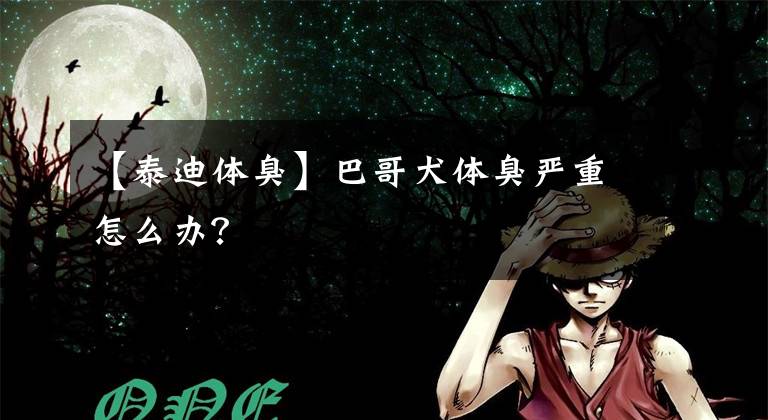 【泰迪体臭】巴哥犬体臭严重怎么办?