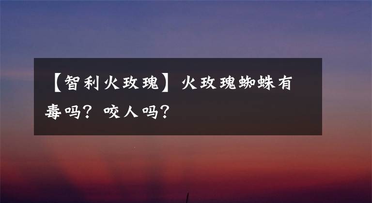 【智利火玫瑰】火玫瑰蜘蛛有毒吗?咬人吗?