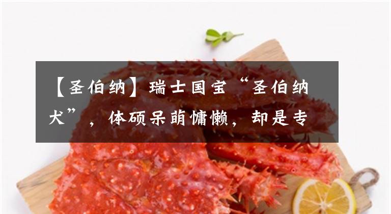 【圣伯纳】瑞士国宝“圣伯纳犬”,体硕呆萌慵懒,却是专业的“雪地救援员”