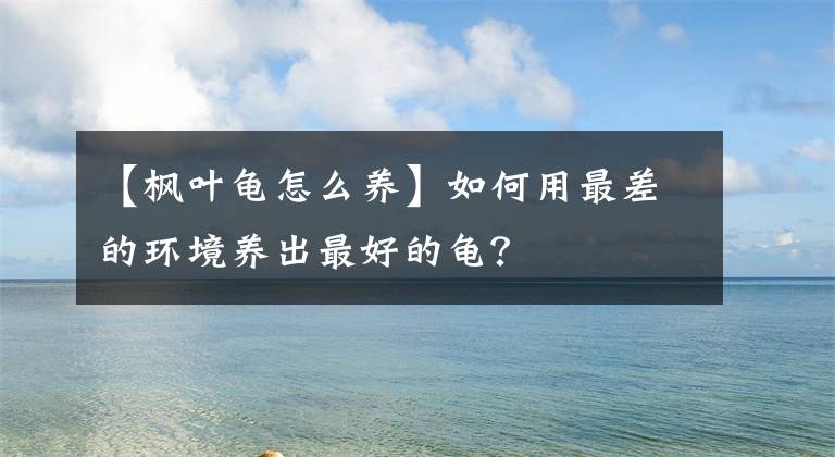 【枫叶龟怎么养】如何用最差的环境养出最好的龟？