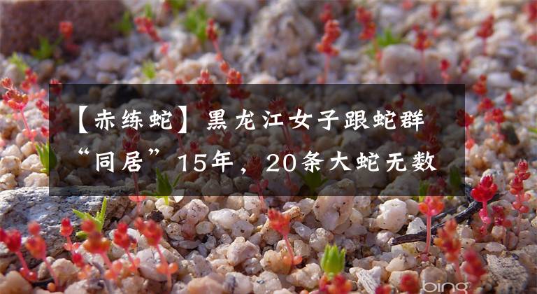 【赤练蛇】黑龙江女子跟蛇群“同居”15年，20条大蛇无数小蛇，为何不攻击她