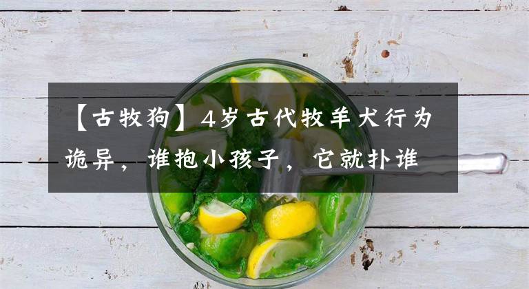 【古牧狗】4岁古代牧羊犬行为诡异,谁抱小孩子,它就扑谁