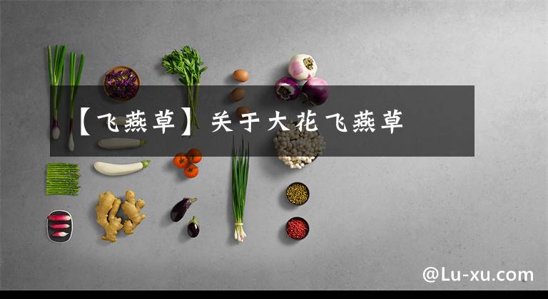 【飞燕草】关于大花飞燕草