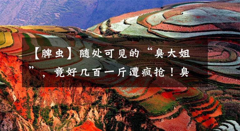 【脾虫】随处可见的“臭大姐”，竟好几百一斤遭疯抢！臭屁虫真的能吃吗？