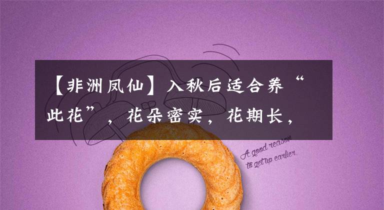 【非洲凤仙】入秋后适合养“此花”,花朵密实,花期长,养一盆看花200天