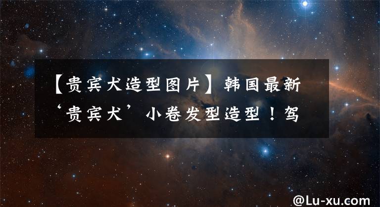 【贵宾犬造型图片】韩国最新‘贵宾犬’小卷发型造型!驾驭不好秒变欧巴桑