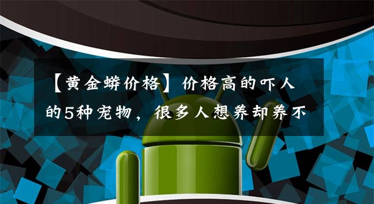 【黄金蟒价格】价格高的吓人的5种宠物，很多人想养却养不起，网友：羡慕土豪