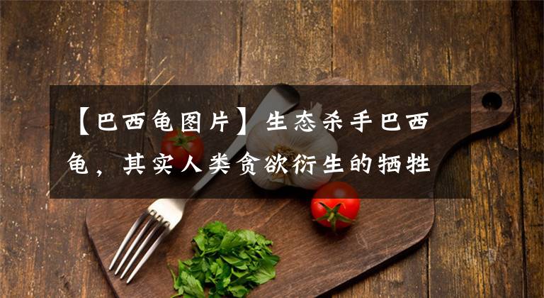 【巴西龟图片】生态杀手巴西龟，其实人类贪欲衍生的牺牲品