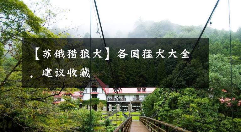 【苏俄猎狼犬】各国猛犬大全,建议收藏