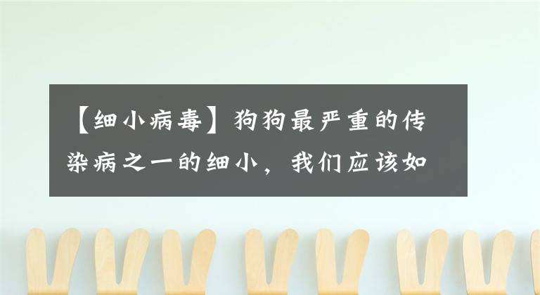【细小病毒】狗狗最严重的传染病之一的细小,我们应该如何应对?