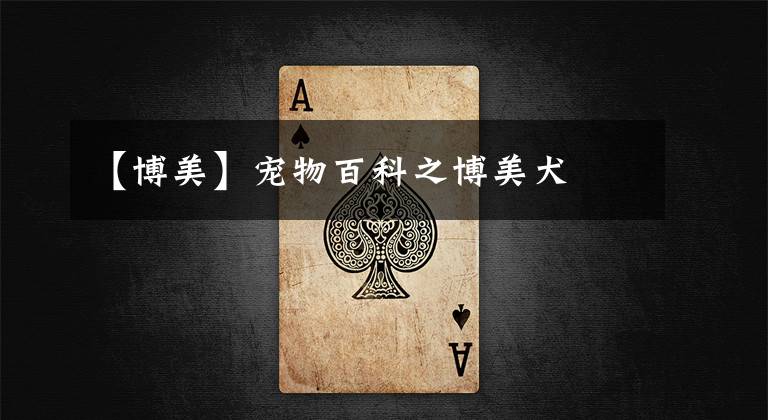 【博美】宠物百科之博美犬