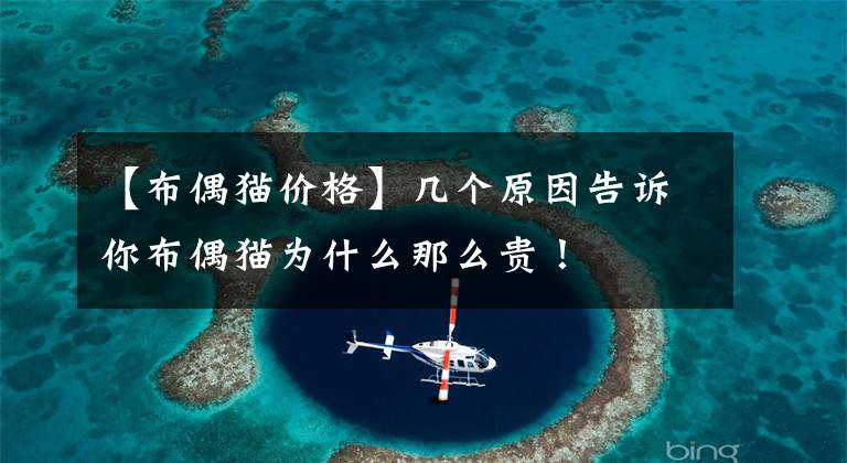 【布偶猫价格】几个原因告诉你布偶猫为什么那么贵!
