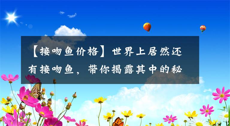 【接吻鱼价格】世界上居然还有接吻鱼，带你揭露其中的秘密