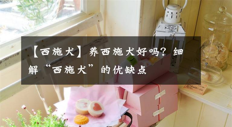 【西施犬】养西施犬好吗？细解“西施犬”的优缺点