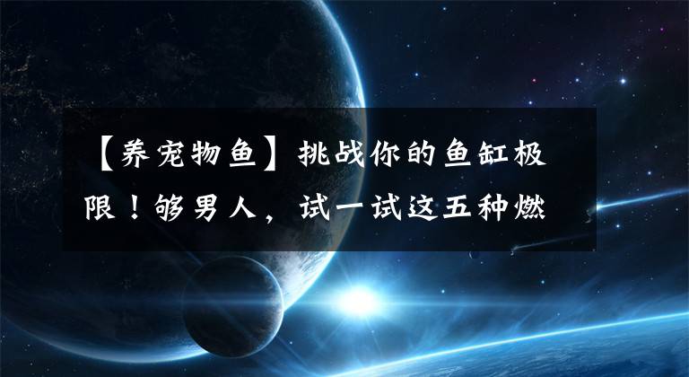 【养宠物鱼】挑战你的鱼缸极限!够男人,试一试这五种燃爆的宠物鱼