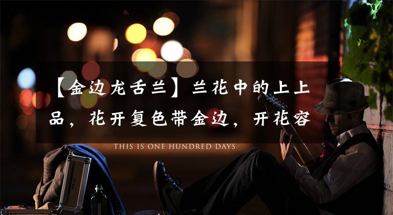 【金边龙舌兰】兰花中的上上品，花开复色带金边，开花容易，香味浓，有钱买不到