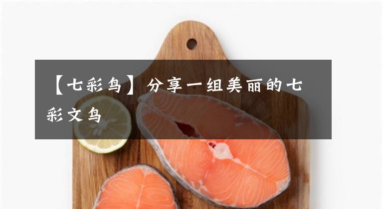 【七彩鸟】分享一组美丽的七彩文鸟