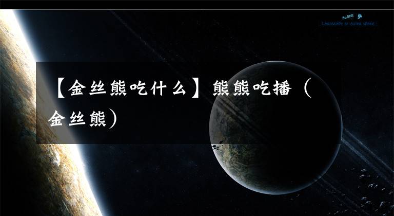 【金丝熊吃什么】熊熊吃播（金丝熊）