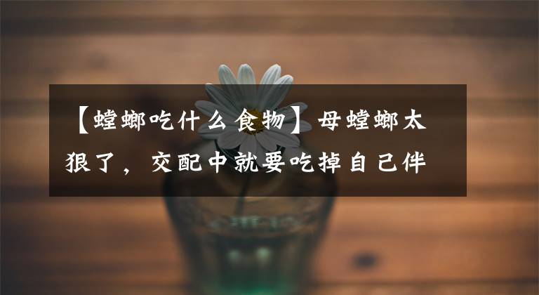 【螳螂吃什么食物】母螳螂太狠了，交配中就要吃掉自己伴侣，雄性螳螂为何不逃跑？