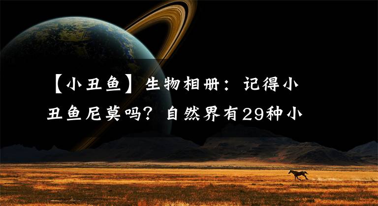【小丑鱼】生物相册：记得小丑鱼尼莫吗？自然界有29种小丑鱼