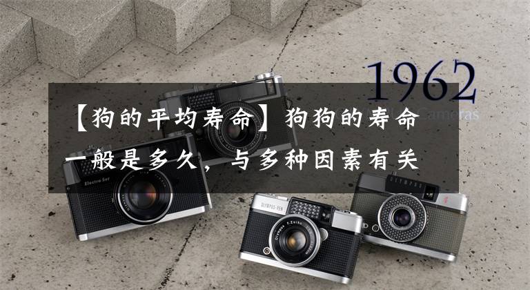 【狗的平均寿命】狗狗的寿命一般是多久，与多种因素有关