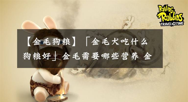【金毛狗粮】「金毛犬吃什么狗粮好」金毛需要哪些营养 金毛犬喂养注意事项