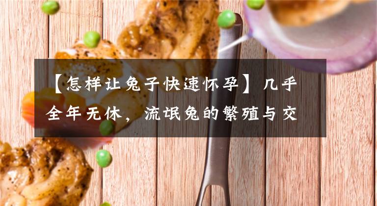 【怎样让兔子快速怀孕】几乎全年无休，流氓兔的繁殖与交配，奇怪的知识又增加了