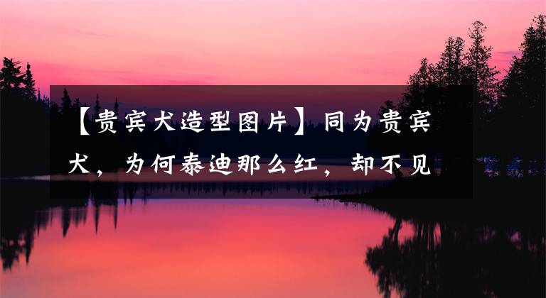 【贵宾犬造型图片】同为贵宾犬,为何泰迪那么红,却不见巨贵身影?