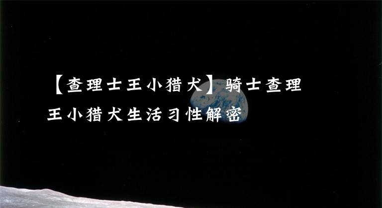 【查理士王小猎犬】骑士查理王小猎犬生活习性解密