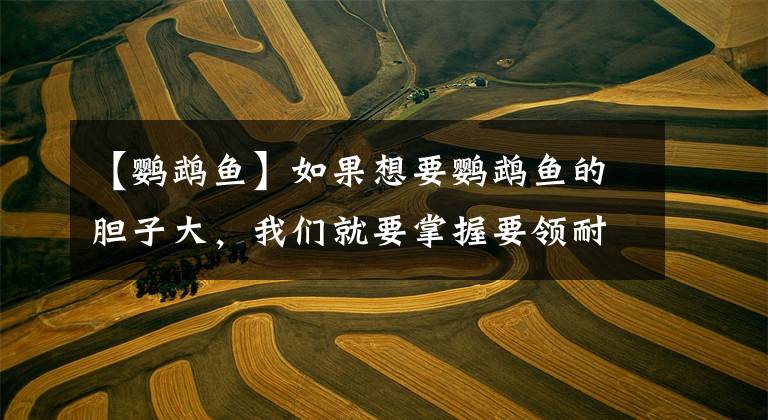 【鹦鹉鱼】如果想要鹦鹉鱼的胆子大，我们就要掌握要领耐心的驯化！