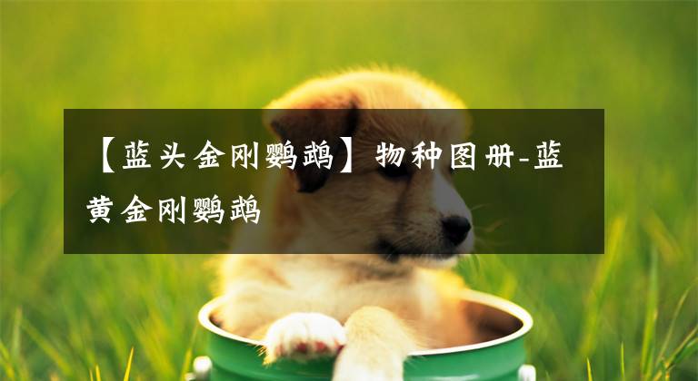 【蓝头金刚鹦鹉】物种图册-蓝黄金刚鹦鹉