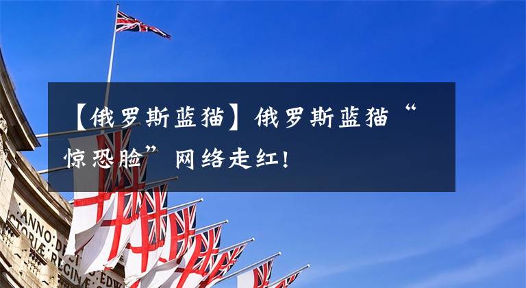 【俄罗斯蓝猫】俄罗斯蓝猫“惊恐脸”网络走红!