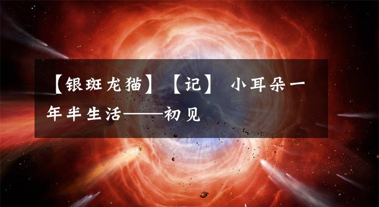 【银斑龙猫】【记】 小耳朵一年半生活——初见
