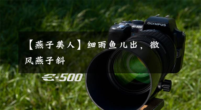 【燕子美人】细雨鱼儿出，微风燕子斜
