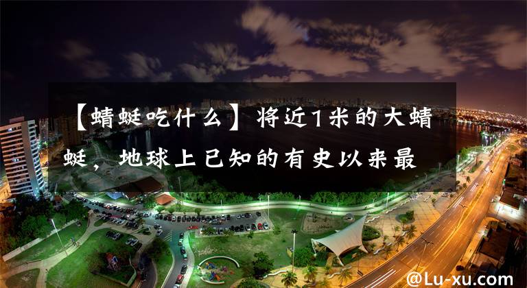 【蜻蜓吃什么】将近1米的大蜻蜓，地球上已知的有史以来最大的昆虫