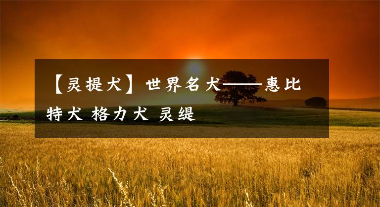 【灵提犬】世界名犬——惠比特犬 格力犬 灵缇