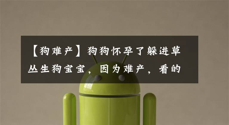 【狗难产】狗狗怀孕了躲进草丛生狗宝宝，因为难产，看的让人心酸想哭